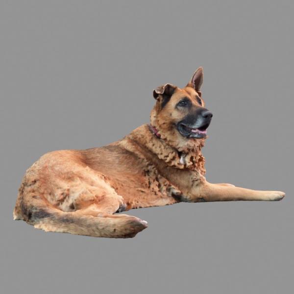 Dog 3D Model - دانلود مدل سه بعدی سگ - آبجکت سه بعدی سگ - دانلود مدل سه بعدی fbx - دانلود مدل سه بعدی obj -Dog 3d model - Dog 3d Object - Dog OBJ 3d models - Dog FBX 3d Models - حیوان